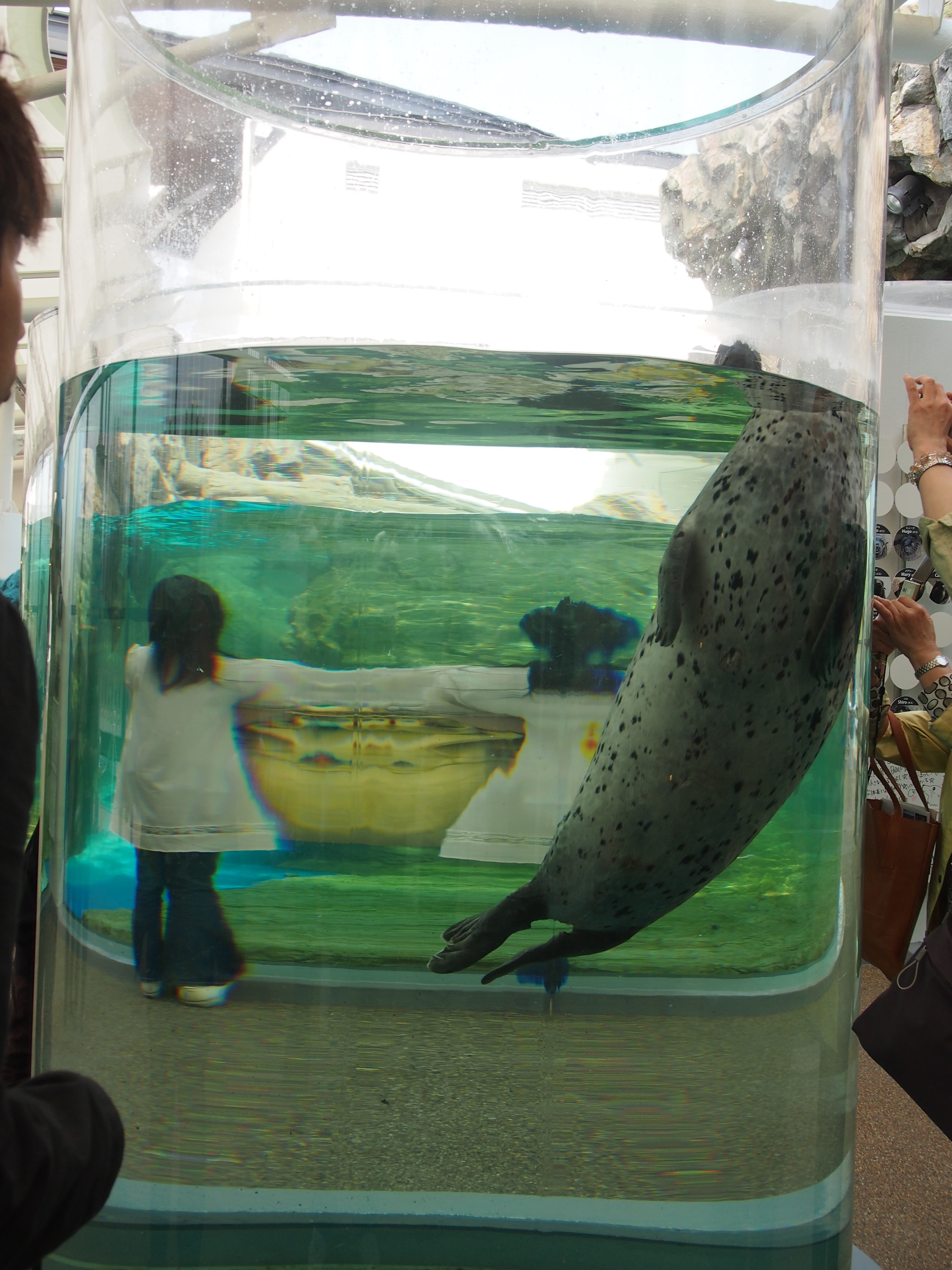 京都水族館 かいじゅうゾーン 京都水族館の混雑状況と感想