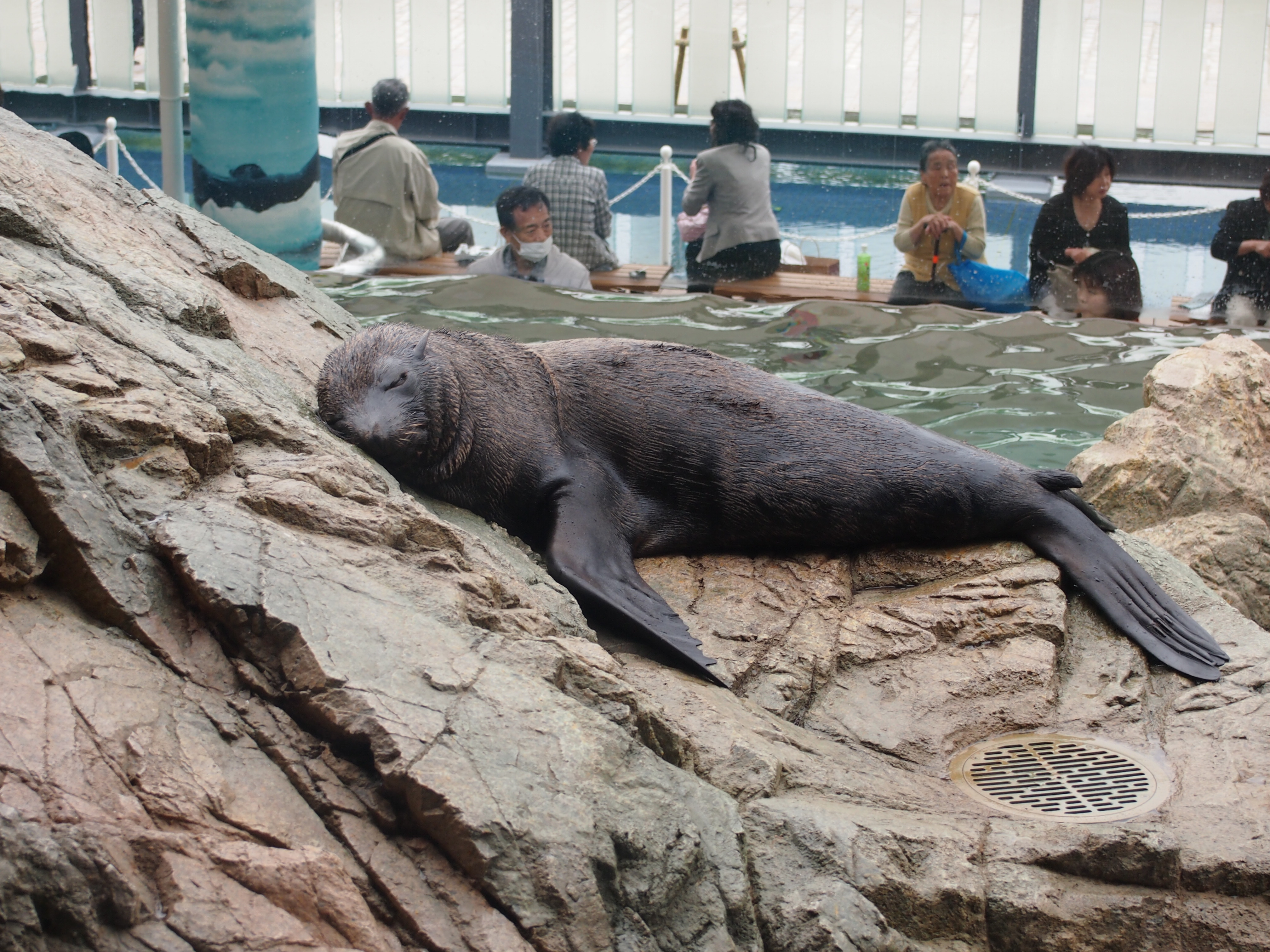 京都水族館 かいじゅうゾーン 京都水族館の混雑状況と感想